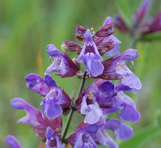 Salvia nemorosa subsp. nemorosa
